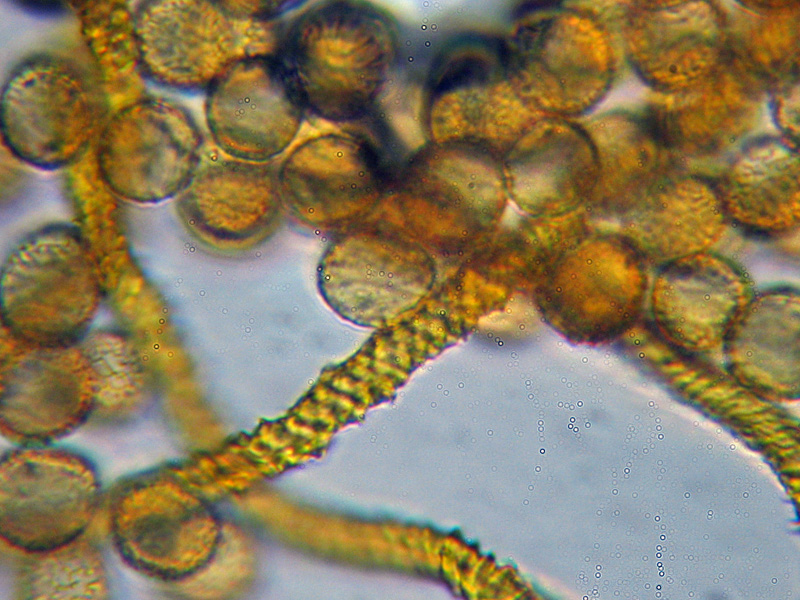 Mixomicete natalizio - Trichia scabra